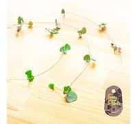 Blue Magic Design 2 Ceropegia woodii Trailing Succulent plant String of Hearts Unrooted 20cm Cuttings