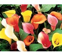 Blue Magic Design 2 Mixed Colour Calla Lily Lilies Perennial Gardening Summer Flower Bulb Corm
