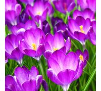 Blue Magic Design 20 Crocus Ruby Giant Bulb Corm Autumn Growing Gardening Spring Colourful Flower