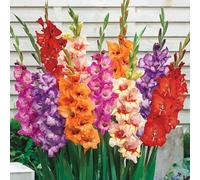 Blue Magic Design 20 Large Mixed Colour Gladiolus Spring Summer Flower Garden Bulbs Gladioli Corms