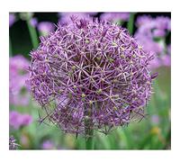 Blue Magic Design 3 Allium Christophii Bulb Star of Persia Corm Autumn Garden Spring Purple Flower