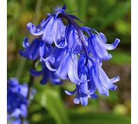 Blue Magic Design 3 Traditional Bluebell Bulb Corm Summer Autumn Growing Garden Spring Flower