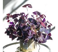 Blue Magic Design 30 Oxalis Triangularis Bulbs Purple Shamrock Clover Perennial Spring Gardening Outdoor Plant Summer Flower