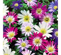 Blue Magic Design 40 Anemone blanda Mix Colors Flower Spring Gardening Bulbs Corms Perennial blooms