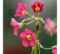 Blue Magic Design 40 Iron Cross Oxalis Deppei Lucky Clover Good Luck Plant Bulbs Corms red flower