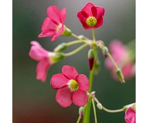 Blue Magic Design 40 Iron Cross Oxalis Deppei Lucky Clover Good Luck Plant Bulbs Corms red flower