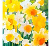 Blue Magic Design 40 Mix Daffodil Narcissus Garden Bulb Spring Flowering Tazetta Wisley Minnow