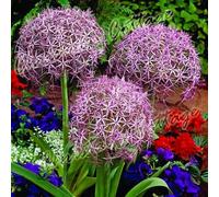 Blue Magic Design 5 Allium Christophii Bulb Star of Persia Corm Autumn Garden Spring Purple Flower