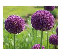 Blue Magic Design 5 Allium Purple Sensation Bulbs Corm Autumn Growing Gardening Spring Flowering