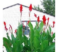 Blue Magic Design 5 Canna Lily Roots Long Lasting Giant Red Flowers Perennial Plant Tropical Garden