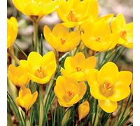 Blue Magic Design 5 Crocus Dorothy Bulb Corm Autumn Growing Gardening Spring Yellow Flower