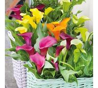 Blue Magic Design 5 Mixed Colour Calla Lily Lilies Perennial Gardening Summer Flower Bulb Corm