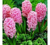 Blue Magic Design 5 prepared fragrant bedding Anne Marie Hyacinth corm perennial plant - 16/17cm Pink flower bulbs - Summer Autumn gardening