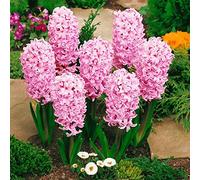 Blue Magic Design 5 prepared fragrant bedding Fondant Hyacinth corm perennial plant - 16/17cm Pink flower bulbs - Summer Autumn gardening