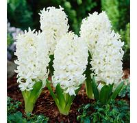 Blue Magic Design 5 prepared fragrant garden bedding Carnegie White Hyacinth corm perennial plants-16/17cm flower bulb - Summer Autumn gardening