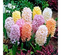 Blue Magic Design 5 prepared fragrant garden bedding Mixed Colour Hyacinth corm perennial plants-16/17cm flower bulb -Summer Autumn gardening