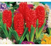 Blue Magic Design 5 prepared fragrant garden bedding Red Pearl Hyacinth corm perennial plants - 16/17cm flower bulb- Summer Autumn gardening