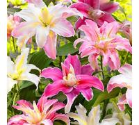 Blue Magic Design 6 Mixed Colour Lilium Asiatic Lily Gardening Summer Flower Bulb Lilies Corm