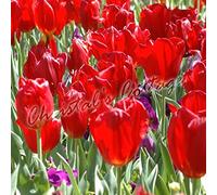Blue Magic Design 8 PLAIN COLOUR TULIPS AUTUMN GARDENING SPRING FLOWER BULB CORM RED PINK WHITE [Red]