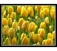 Blue Magic Design 8 PLAIN COLOUR TULIPS AUTUMN GARDENING SPRING FLOWER BULB CORM RED PINK WHITE [Yellow]