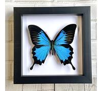 Blue Mountain Swallowtail Butterfly (Papilio ulysses) Deep Shadow Box Display | Genuine Specimen | Frame Size 15 x 15cm