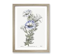 Blue Nolana Flowers Vintage Framed Wall Art Print, Ready to Hang Picture for Living Room Bedroom Home Office Décor, Oak A2 (64 x 46 cm)