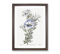 Blue Nolana Flowers Vintage Framed Wall Art Print, Ready to Hang Picture for Living Room Bedroom Home Office Décor, Walnut A2 (64 x 46 cm)