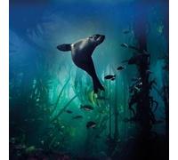 Blue Planet Galapagos Sea Lion Square Greetings Card with White Envelope Museum Collection