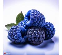 Blue Raspberry High Strength Professional Food Flavouring - 10ml Bottle - Mix n Match - Buy 4 Get 1 Free on all Flavours!