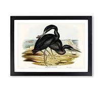 Blue Reef Herons by Elizabeth Gould Framed Print | A2 Black Framed Wall Art | Ready to Hang | Modern Animal Picture | Living Room Bedroom Lounge Office