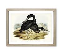 Blue Reef Herons By Elizabeth Gould Vintage Framed Print | A2 Oak Framed Wall Art | Ready to Hang | Classic Animal Picture | Living Room Bedroom Lounge Office