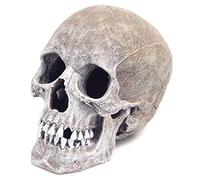 Rosewood Blue Ribbon Life-Like Human Skull for Aquariums - 11 x 17 x 14cm
