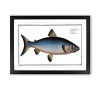 Blue Salmon Fish by M.E. Bloch Framed Print | A2 Black Framed Wall Art | Ready to Hang | Modern Animal Picture | Living Room Bedroom Lounge Office