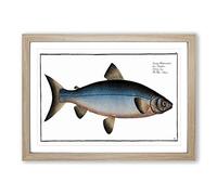 Blue Salmon Fish by M.E. Bloch Framed Print | A2 Oak Framed Wall Art | Ready to Hang | Modern Animal Picture | Living Room Bedroom Lounge Office