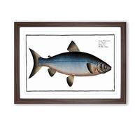 Blue Salmon Fish by M.E. Bloch Framed Print | A2 Walnut Framed Wall Art | Ready to Hang | Modern Animal Picture | Living Room Bedroom Lounge Office