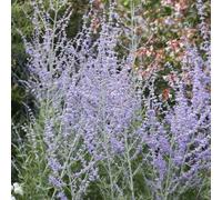 Blue Spire Russian Sage Outdoor Shrub Plant Perovskia Garden Plants 2L Pot Plant Theory Green One Size