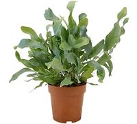 Blue Star Fern (Phlebodium Aureum) Rabbit's Foot Fern - Bears Paw Fern - Indoor ‘seaweed’ look Blue Green Leaves Indoor Decorative Houseplant (Live Pot Plant) for Kitchen, Bathroom or Living Room