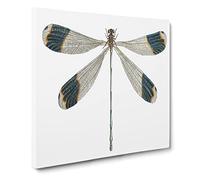 Blue tipped Dragonfly by George Shaw Canvas Print | Gallery Wrapped 30mm Frame Wall Art | 20x20 inches | Ready to Hang | Retro Animals Picture | Living Room Bedroom Lounge Office
