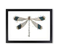Blue-Tipped Dragonfly by George Shaw Framed Print | A2 Black Framed Wall Art | Ready to Hang | Modern Animal Picture | Living Room Bedroom Lounge Office