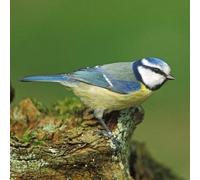 Blue Tit Greeting Card with sound