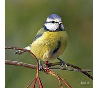 Blue Tit Greeting Sound Card by Really Wild Cards