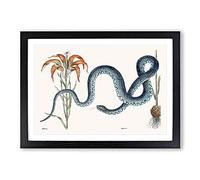 Blue Wampum Snake by Mark Catesby Framed Print | A2 Black Framed Wall Art | Ready to Hang | Modern Nature Picture | Living Room Bedroom Lounge Office