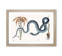 Blue Wampum Snake by Mark Catesby Framed Print | A2 Oak Framed Wall Art | Ready to Hang | Modern Nature Picture | Living Room Bedroom Lounge Office