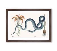 Blue Wampum Snake by Mark Catesby Framed Print | A2 Walnut Framed Wall Art | Ready to Hang | Modern Nature Picture | Living Room Bedroom Lounge Office