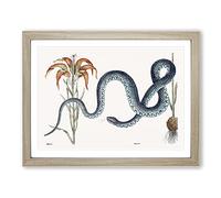 Blue Wampum Snake By Mark Catesby Vintage Framed Print | A2 Oak Framed Wall Art | Ready to Hang | Classic Nature Picture | Living Room Bedroom Lounge Office