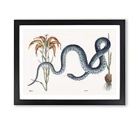 Blue Wampum Snake By Mark Catesby Vintage Framed Print | A3 Black Framed Wall Art | Ready to Hang | Classic Nature Picture | Living Room Bedroom Lounge Office