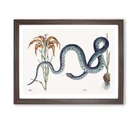 Blue Wampum Snake By Mark Catesby Vintage Framed Print | A3 Walnut Framed Wall Art | Ready to Hang | Classic Nature Picture | Living Room Bedroom Lounge Office