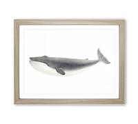 Blue Whale By C.M. Scammon Vintage Framed Print | A3 Oak Framed Wall Art | Ready to Hang | Classic Animal Picture | Living Room Bedroom Lounge Office