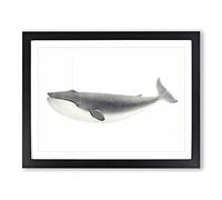 Blue Whale By C.M. Scammon Vintage Framed Print | A4 Black Framed Wall Art | Ready to Hang | Classic Animal Picture | Living Room Bedroom Lounge Office