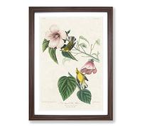 Blue-Winged Yellow Warbler Birds by John James Audubon Framed Print | A2 Walnut Framed Wall Art | Ready to Hang | Modern Nature Picture | Living Room Bedroom Lounge Office